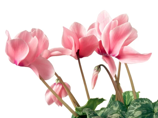 Różowy cyclamrns — Zdjęcie stockowe