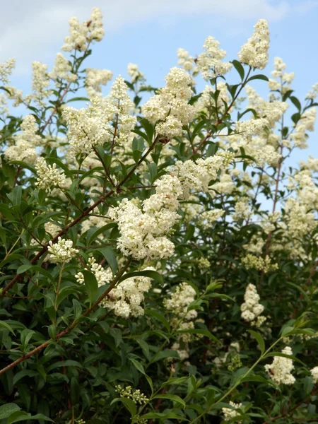 Shrub of privet in blossom — Stock Image Shrub of privet in blossom Stock Photo