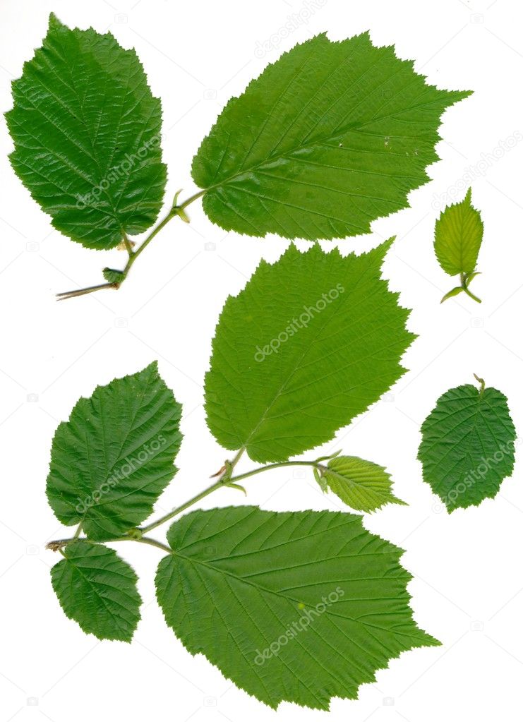 Green leaves of hazel tree