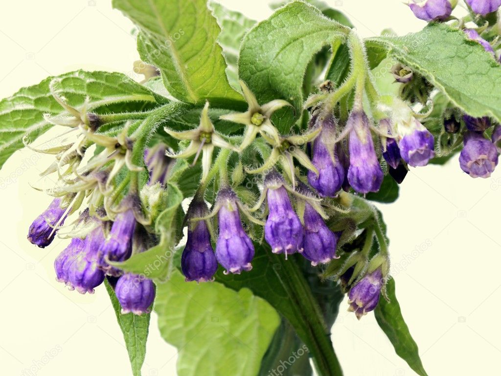 Comfrey herb with lila flowers