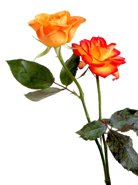 Oranžové růže krásná — Stock fotografie