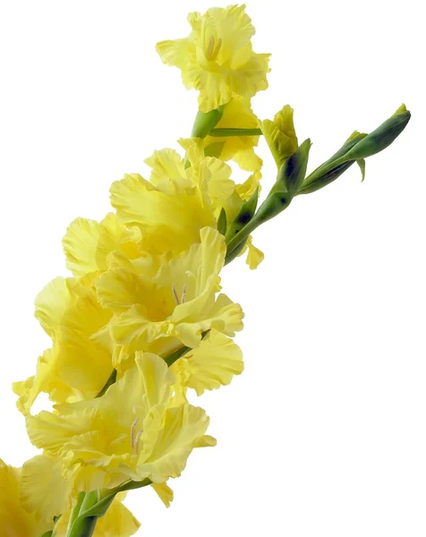 Gelbe Blume des Gladiolen — Stockfoto