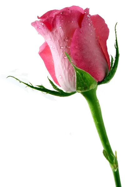 Růžová růže — Stock fotografie
