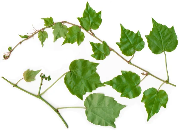Větvičky a zelené listy z virginia liána — Stock fotografie