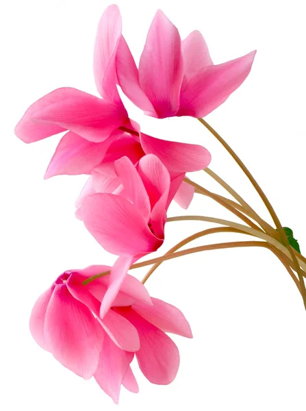 粉红色仙客来鲜花 — 图库照片
