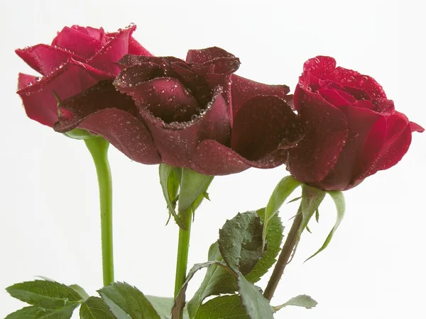 Red and purple roses — Stock Photo, Image