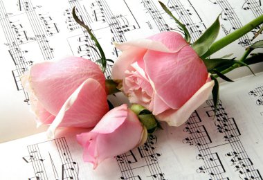 Pink roses and melody clipart