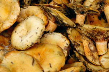 lactarius deliciosus taze turuncu yemeklik mantar