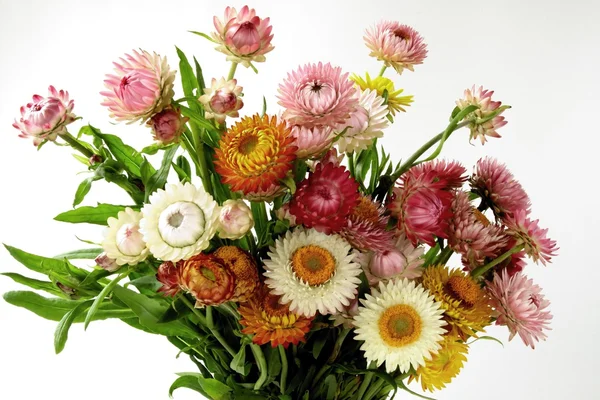 Bouquet de fleurs multicolores séchées — Photo