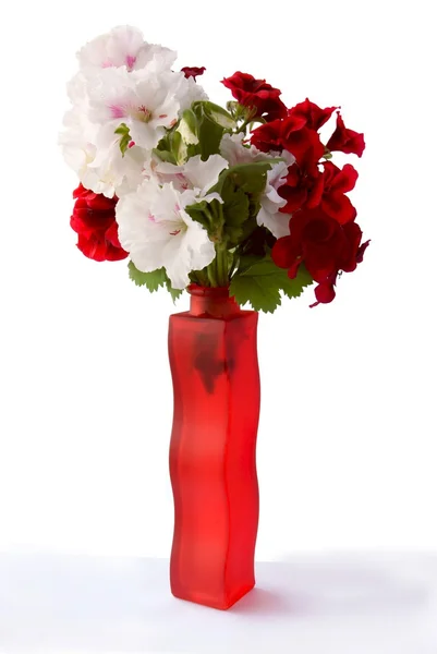 Цветы герань в красной стеклянной вазе — стоковое фото