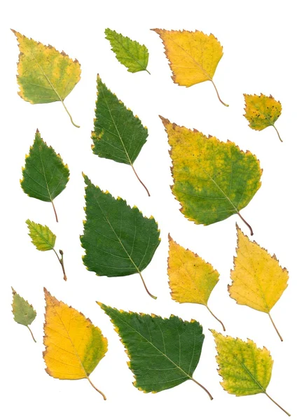Желтые и зеленые осенние листья березы — стоковое фото