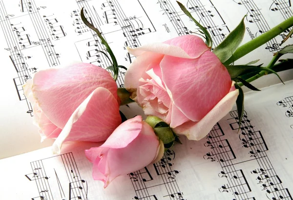 stock image Pink roses and melody