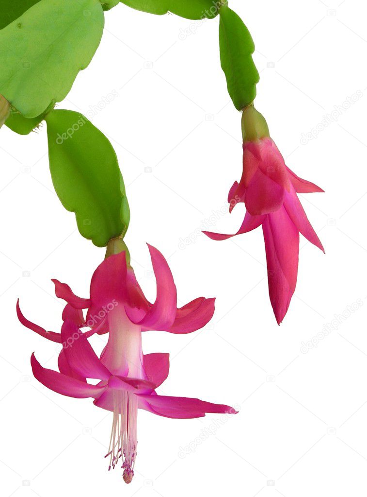 Succulent Called December With Pink Flowers Stock Photo Succulent Called December With Pink Flowers Photo By Manka