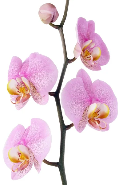 Růžová orchidej — Stock fotografie