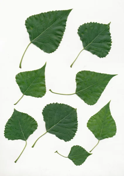 Folhas verdes de bétula — Fotografia de Stock