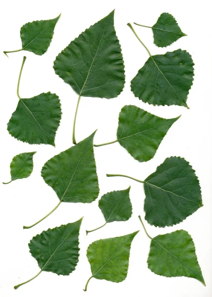 Groene bladeren van birch tree — Stockfoto
