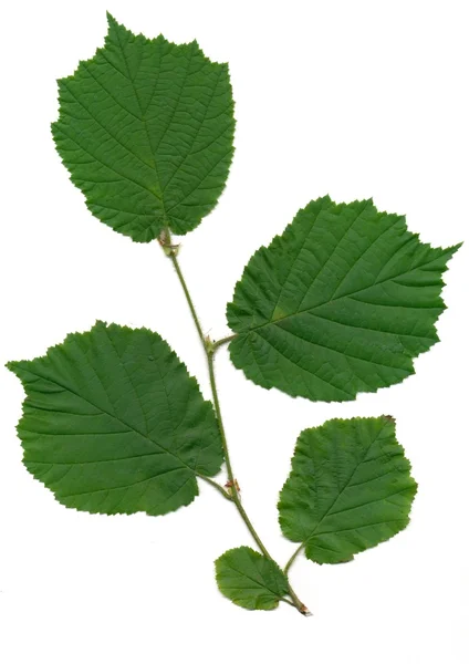 Twig of hazel bush — Stock Photo, Image