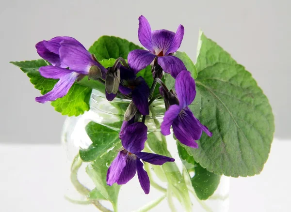 Posy of sweet-violets — Stock Photo, Image