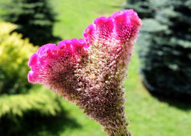 oldukça ebedi celosia çiçek