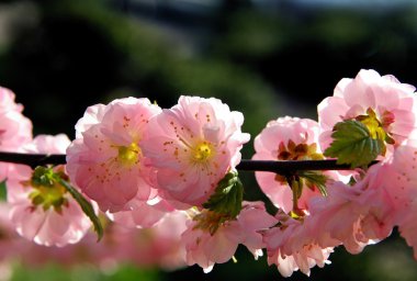 badem ağacı pembe çiçekler