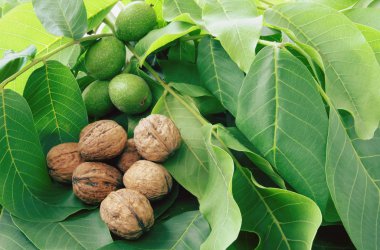 Raw green and ripe walnuts clipart