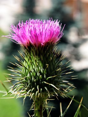 Lila çiçek thistle dikenli bitki