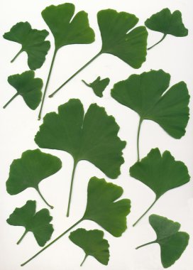 Green leaves of ginkgo biloba tree clipart