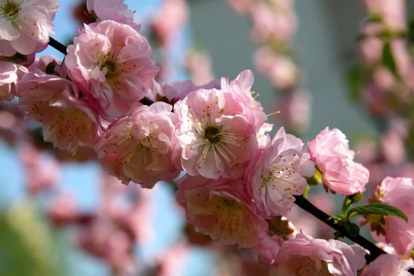 Almond tree in blossom — Stock Photo, Image