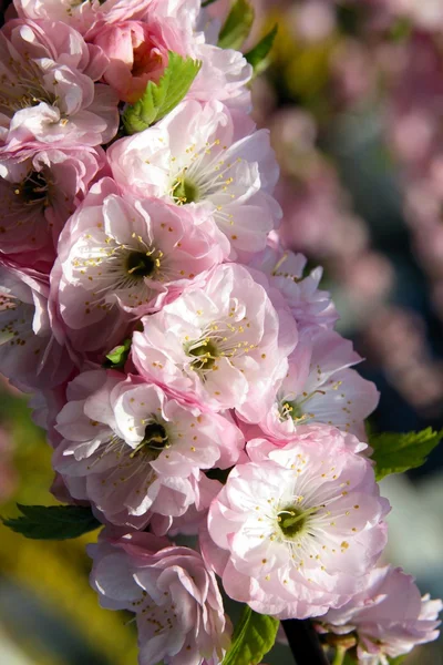 Stock image Pink flowers of almond tree at spring