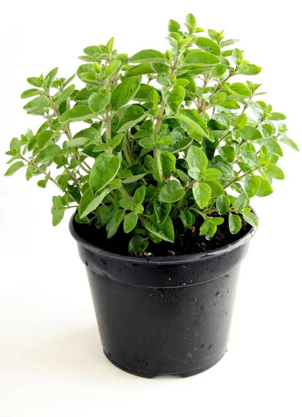 stock image Oregano herb in plastic pot