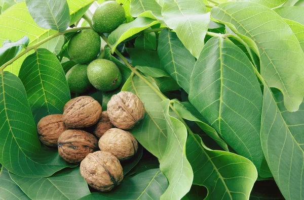 Nueces verdes y maduras crudas —  Fotos de Stock