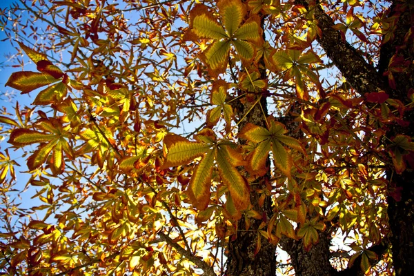 栗の木 — ストック写真