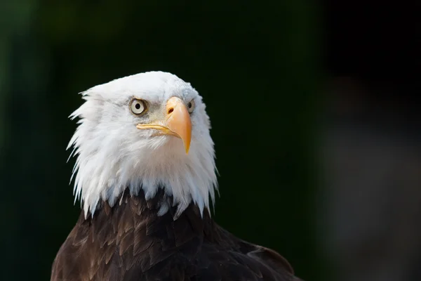 stock image American eagle