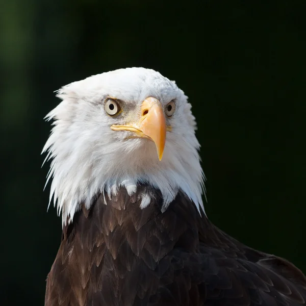 Amerikanischer Adler lizenzfreie Stockbilder