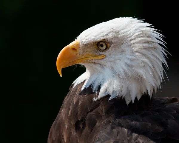 Американський орел Стокова Картинка