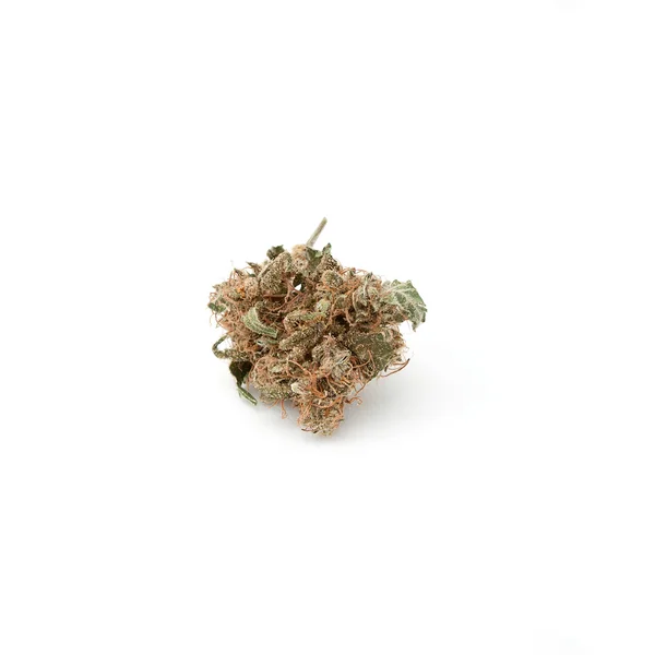 Pączek marihuany — Zdjęcie stockowe