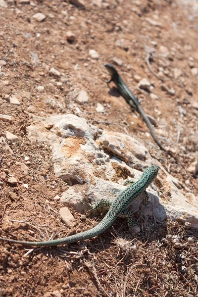 Formentera lizard — Stock Photo, Image