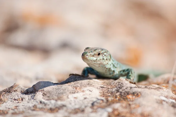 Formentera lizard — Stock Photo, Image