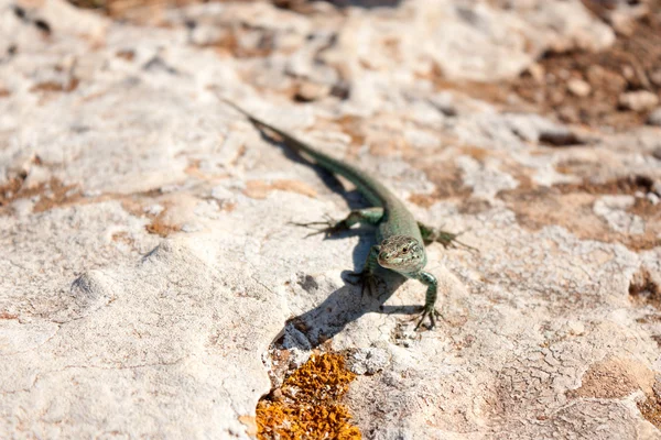 福门特拉岛蜥蜴 免版税图库图片