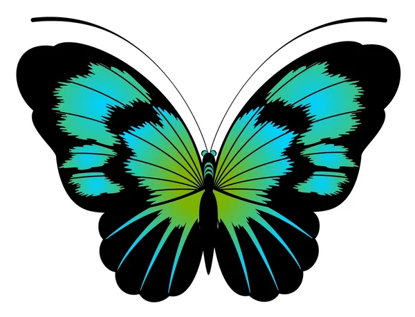 Tropical butterfly — Stock Photo, Image