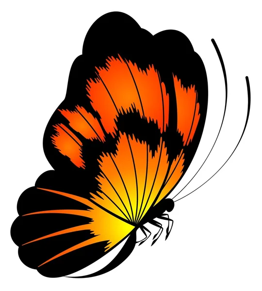 熱帯の蝶 — ストック写真
