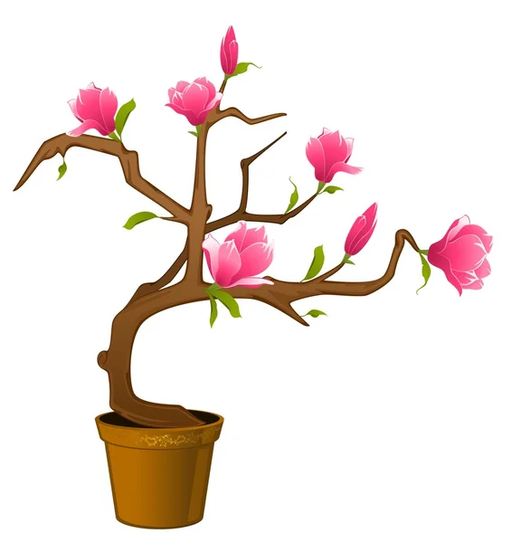 Vackra bonsai med blommor — Stockfoto