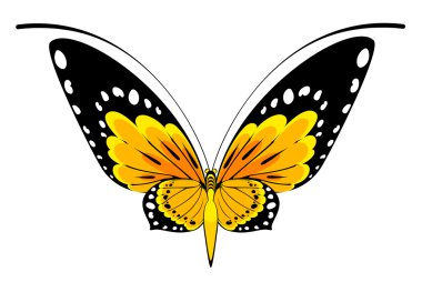 Tropical butterfly clipart