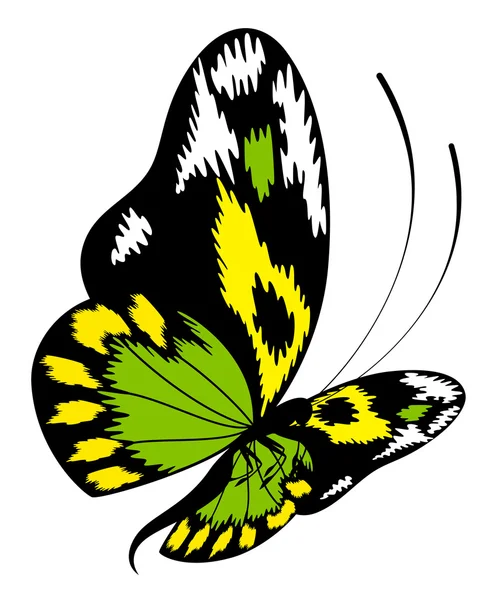Tropiska fjäril — Stock vektor