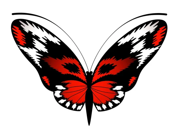 Mariposa tropical — Archivo Imágenes Vectoriales