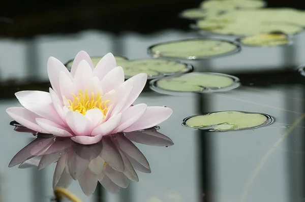 stock image Ninfea / Water lily