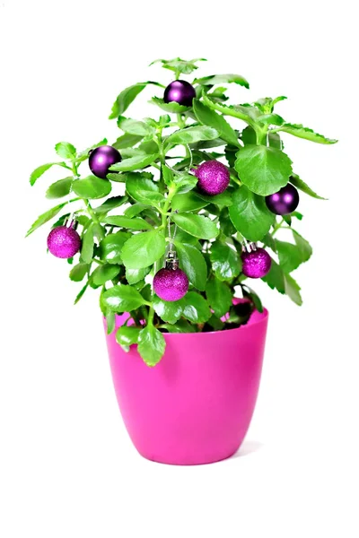 Χριστούγεννα πράσινο φυτό με πούλιες — Φωτογραφία Αρχείου
