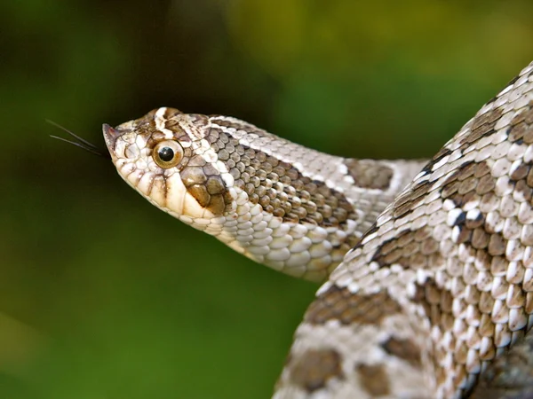 Disznó orrú kígyó Stock Kép