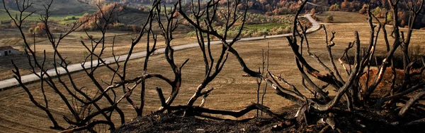 Panoramic burned Landscape — Stock Photo, Image