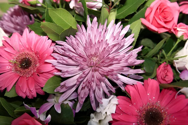 stock image Close-up of flowers indoor